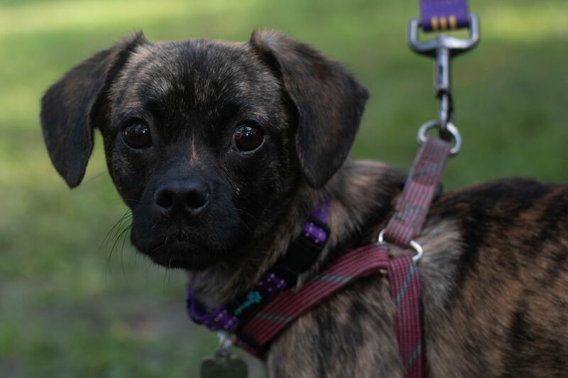 A dog on a harness looks over their shoulder.