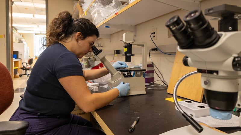 Photo of a student looking into a microscope.