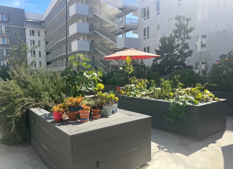 Two raised garden beds with various plants spilling over them, in the courtyard of an apartment complex.