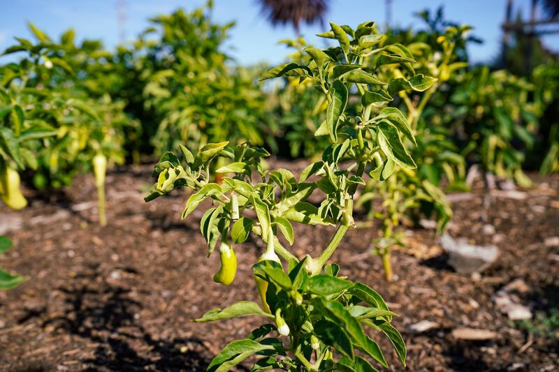 Chili saplings at Mudtown Farms.