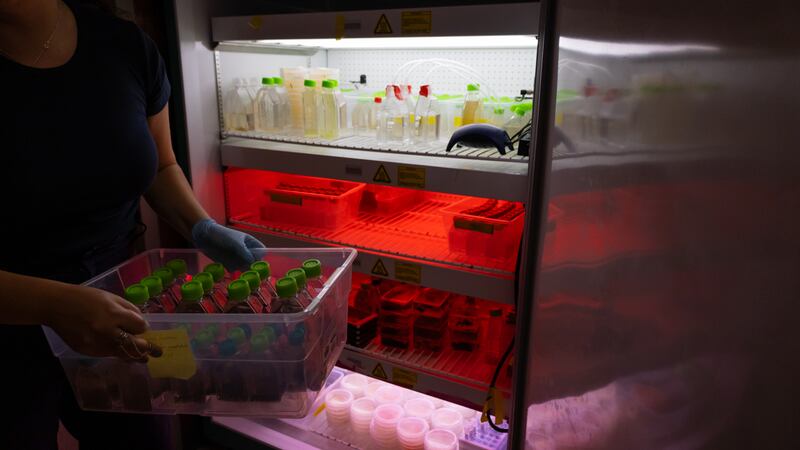 A photo of shelves in a lab refrigerator with different types of lighting.