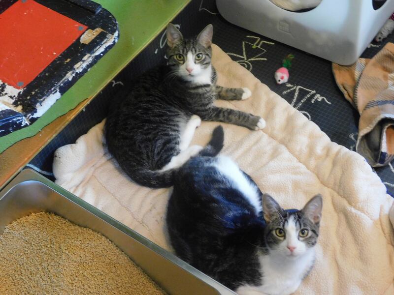 2 cats sitting in the same cat bed together.