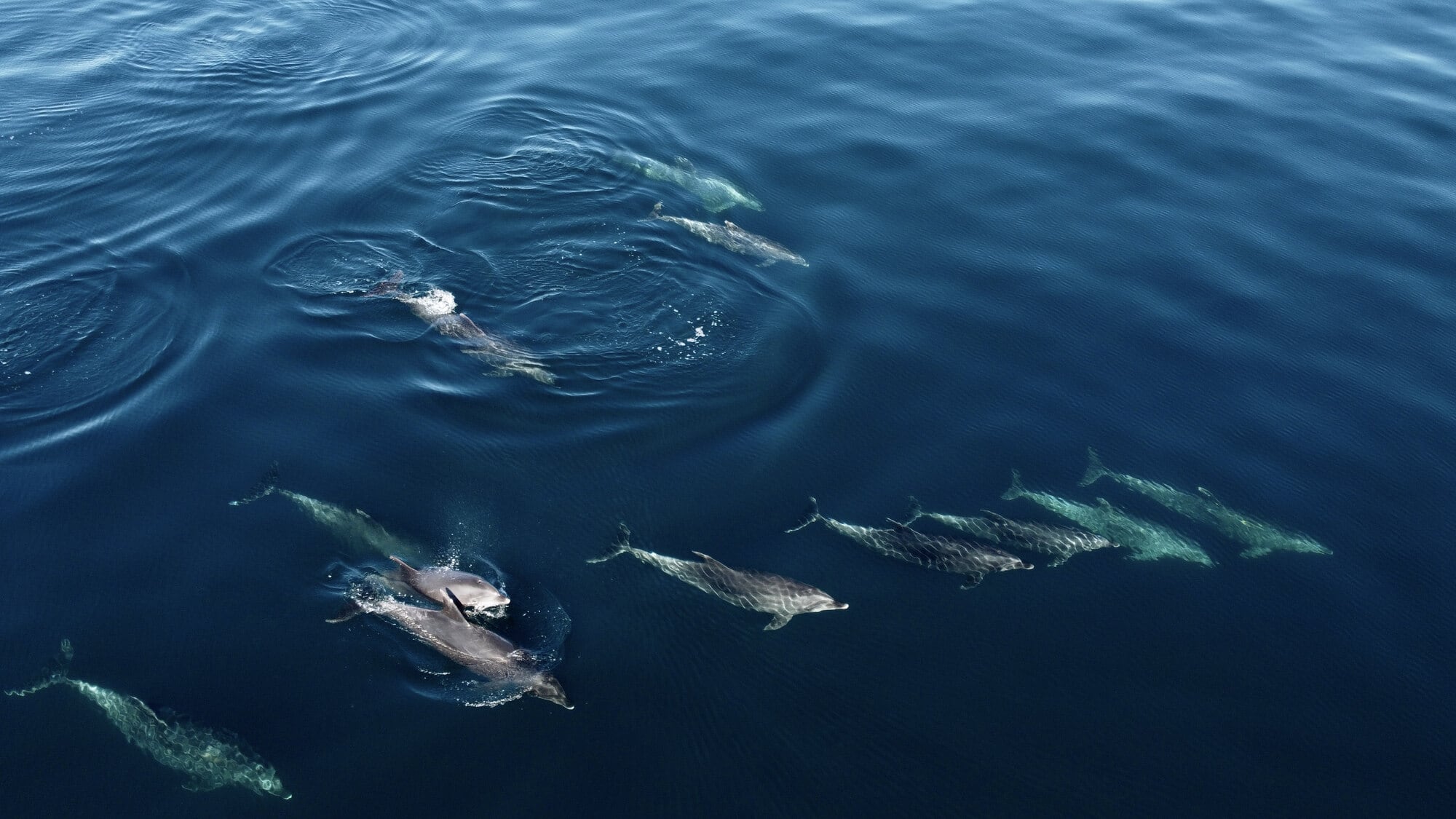DESCRIBE THE IMAGE FOR ACCESSIBILITY, EXAMPLE: Photo of a chef putting red sauce onto an omelette.