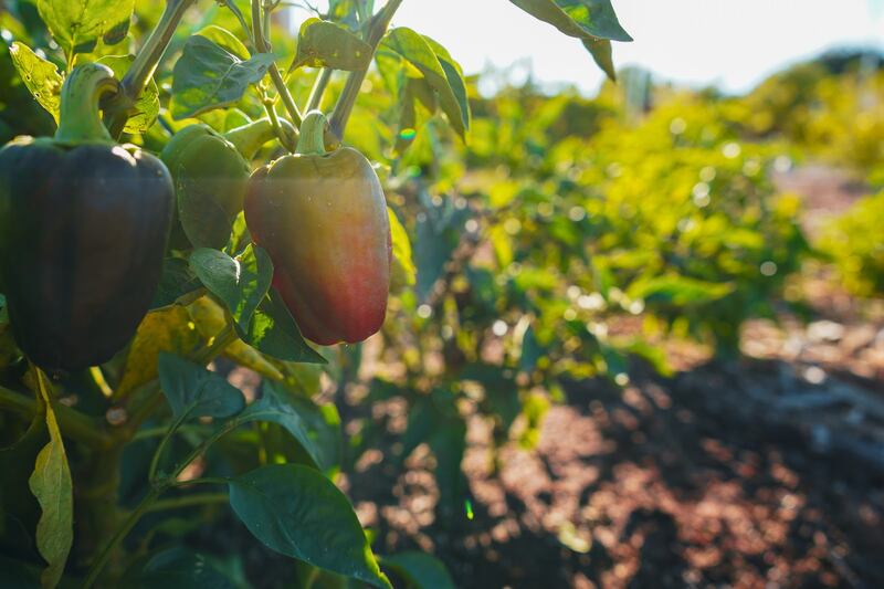 Bellpeppers in Mudtown Farms.