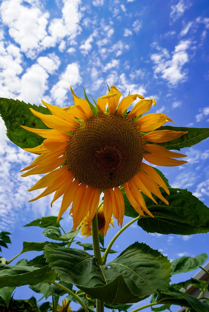 Sunflowers in bloom at Mudtown farm.