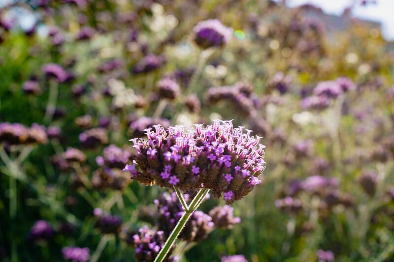 Wildflowers at Mudtown farms.