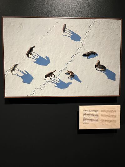 Photo of a photo of a pack of wolves investigating bear tracks in the snow.