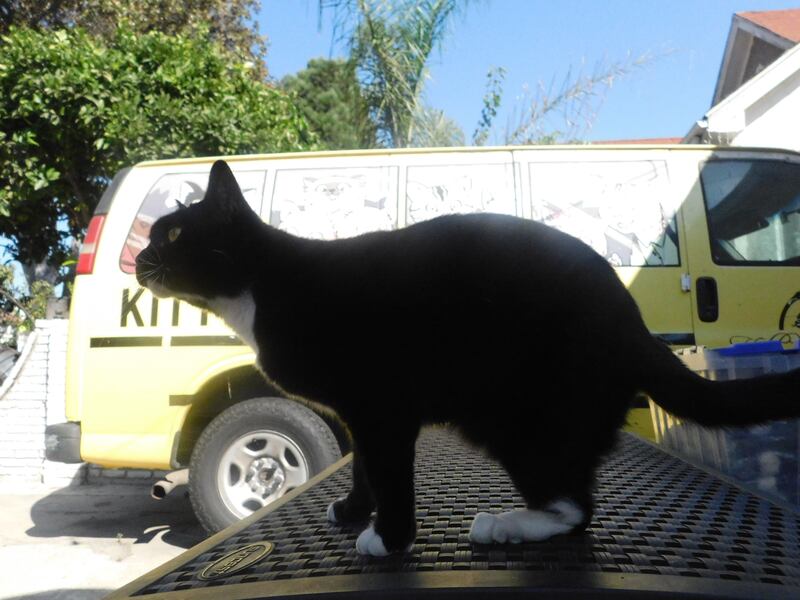 A black cat sitting on a park bench.