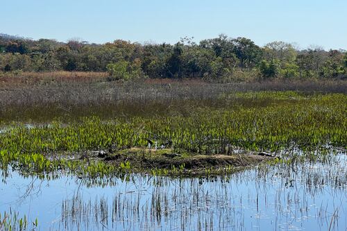 Drought and wildfires threaten the largest forest in the world