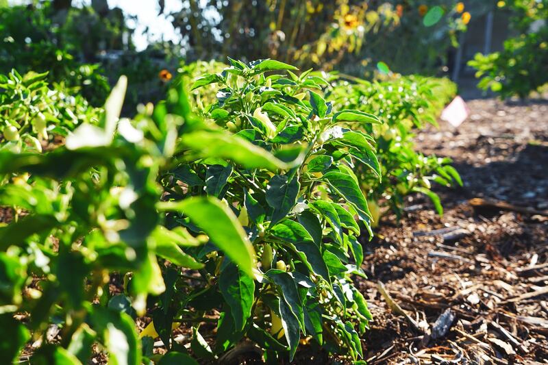 Saplings grown in neat rows.