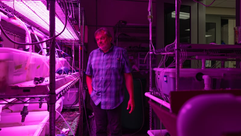 A photo of a man standing in a pink-lit room with aquaculture technology.