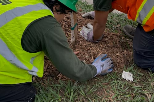 LA volunteers plant fire-resistant trees across South LA