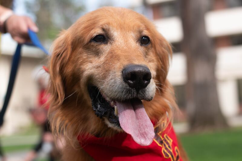A dog with their tongue out.