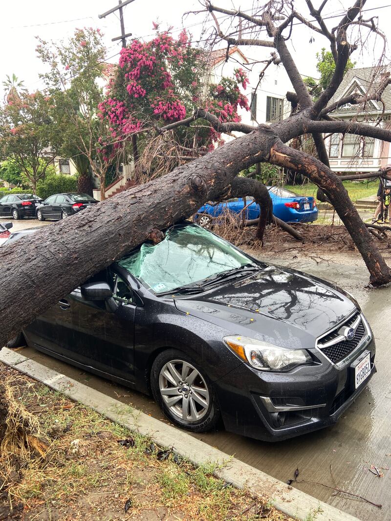 Photo of a black sedan car crushed by a tree that collapsed.