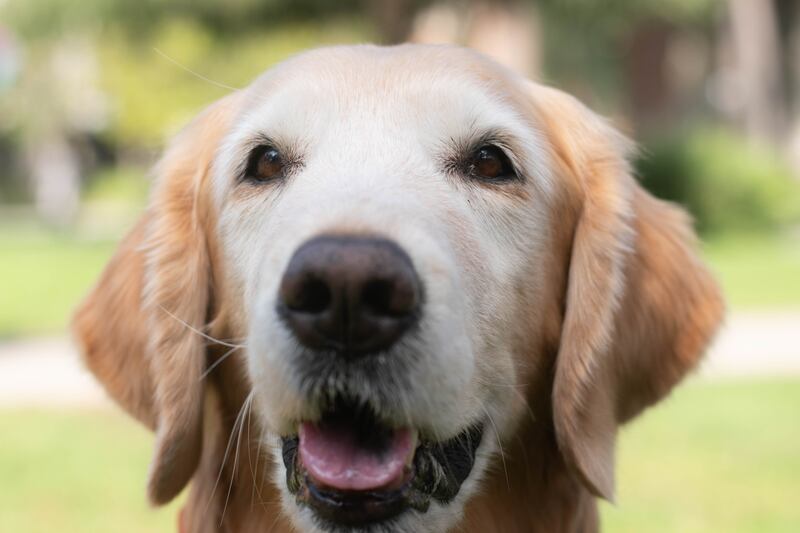 A golden dog with white highlights on their face.
