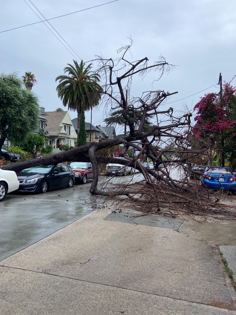 Photo of a tree that collapsed in the middle of a street. A car is crushed under the trunk of the tree.
