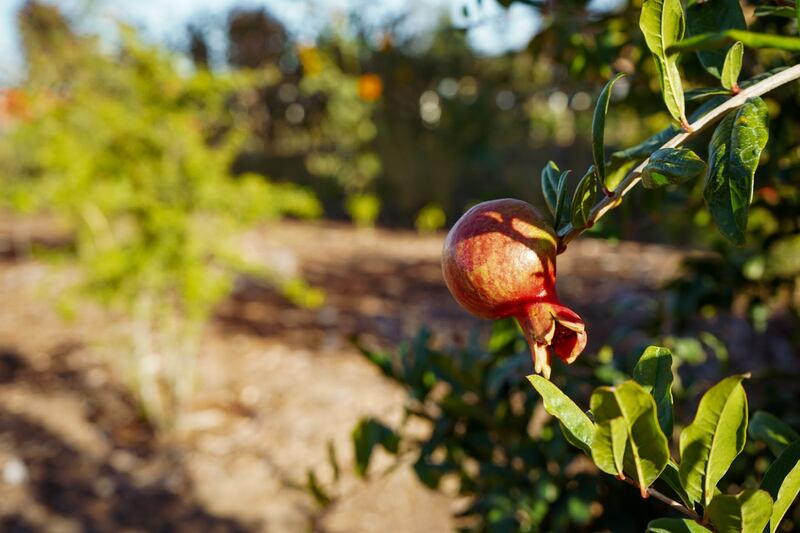 A pomegranate hangs in the fading light at Mudtown Farms.