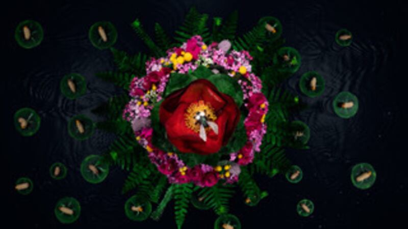 Film still of a fly stuck in a flower