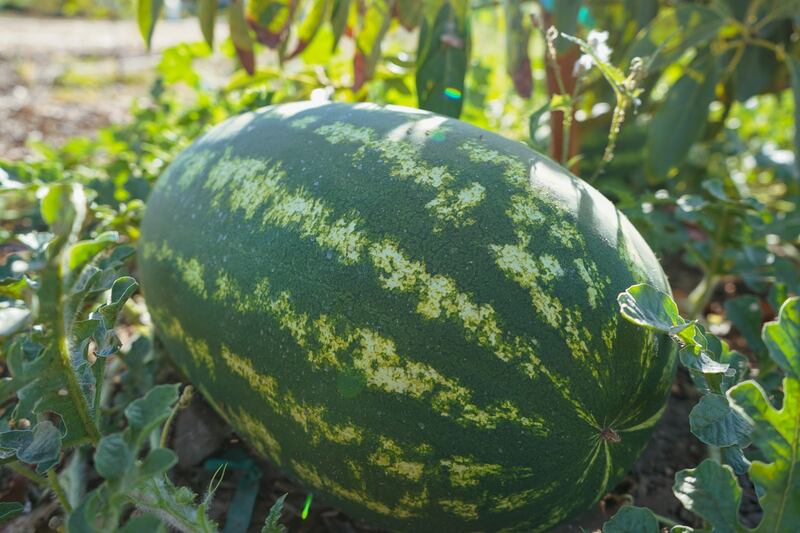 A watermelon in the shade at Mudtown farms.