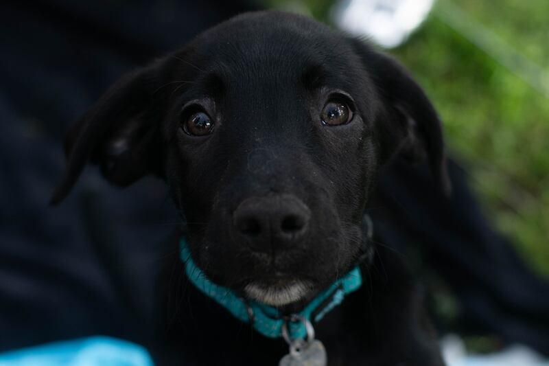 A puppy's cute little face.