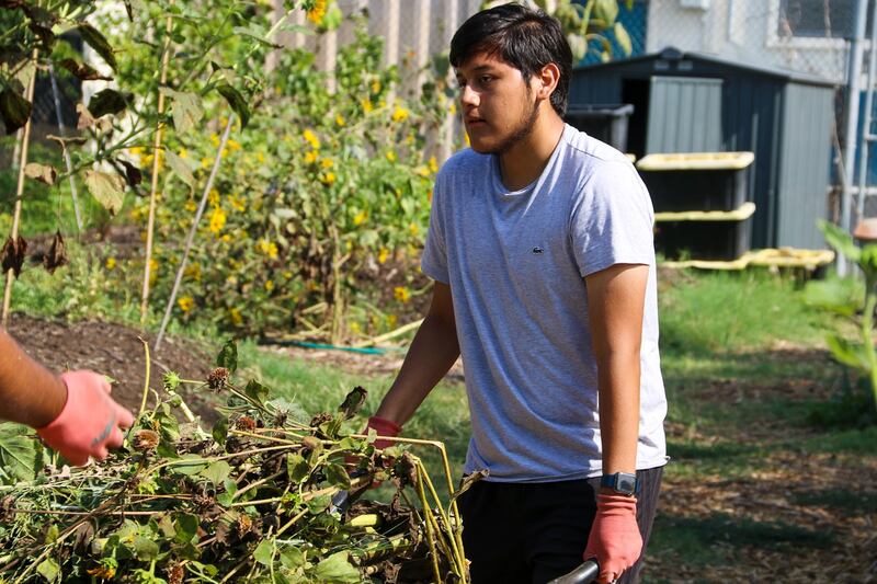 Workers carrying dead plants for compost.