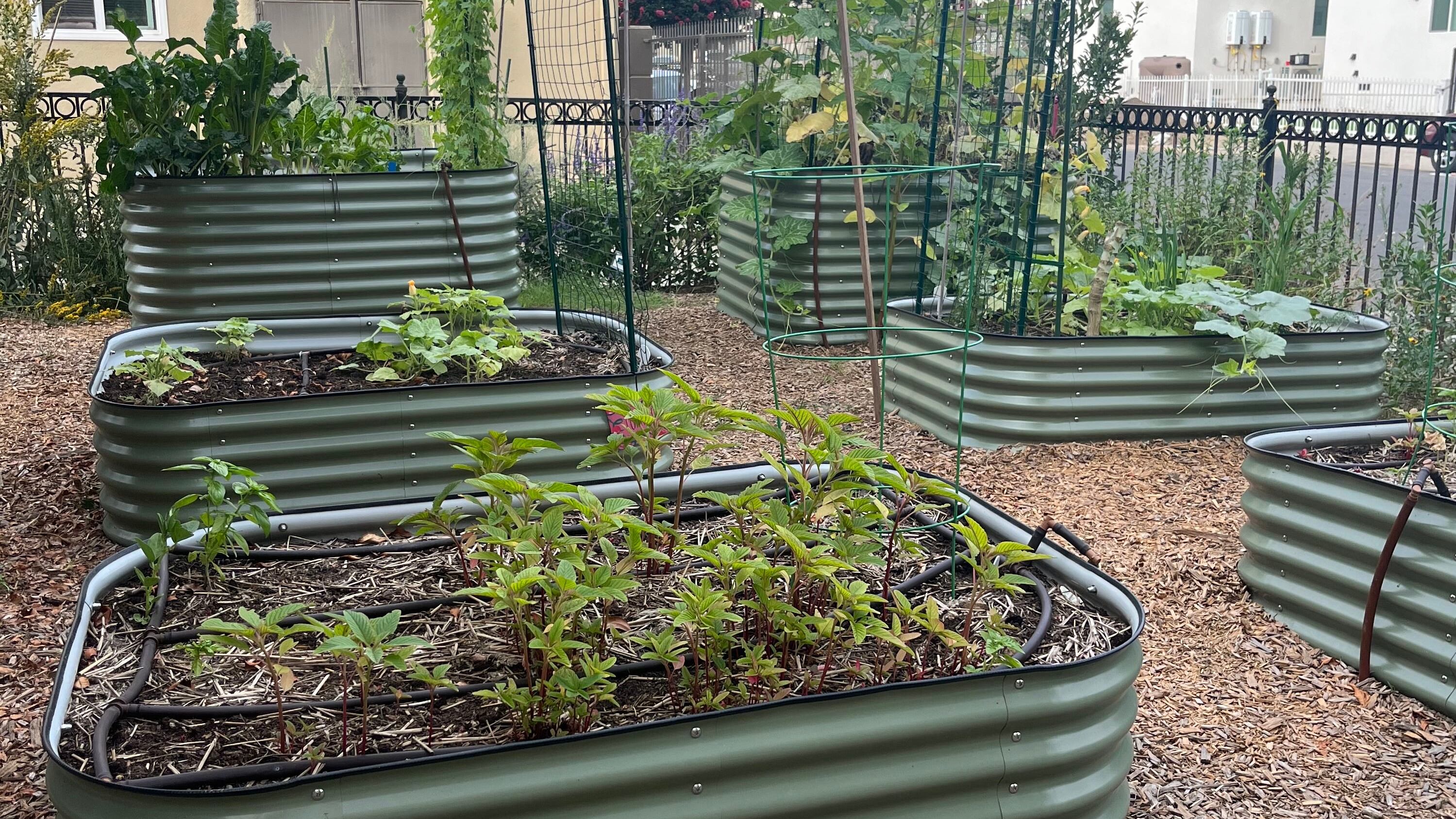 Photo of a garden with six green planters filled with various fauna