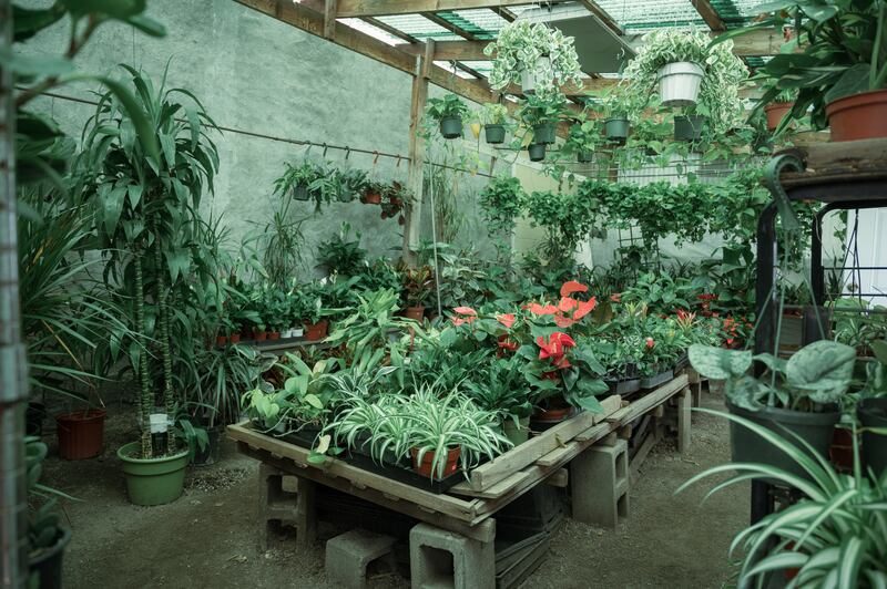 "A photo of Avalon Nursery and Ceramics' greenhouse."