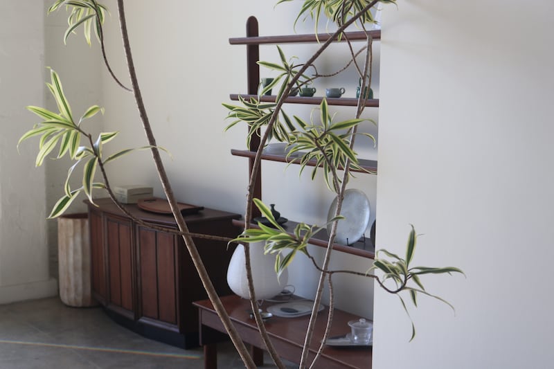 Photo of furniture inside, including a display that holds different pots, plates, teacups, etc. A simple tree/plant is in front, with fig leaves.