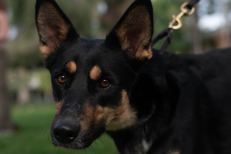 A black dog with deep brown eyes, brown areas around his mouth and inside his ears.