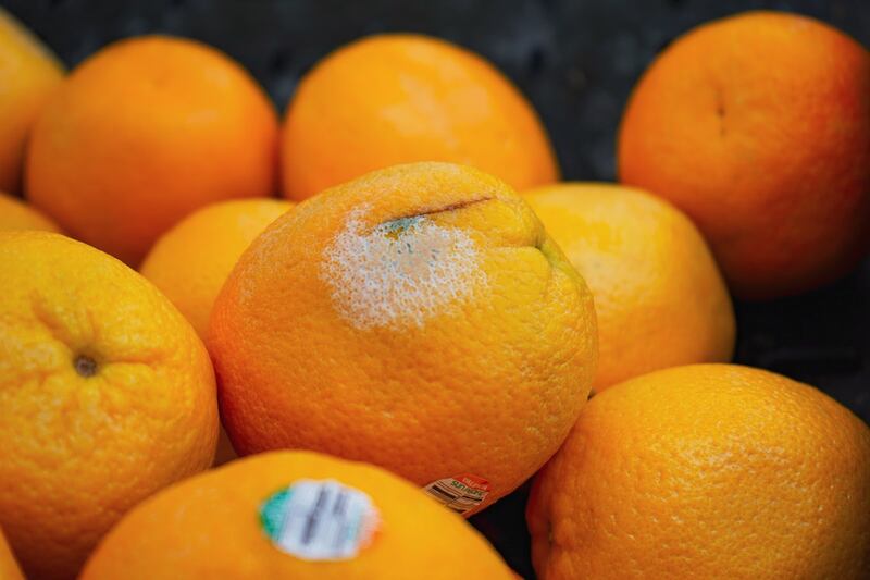 Fungus grow on oranges at Food 4 Less.